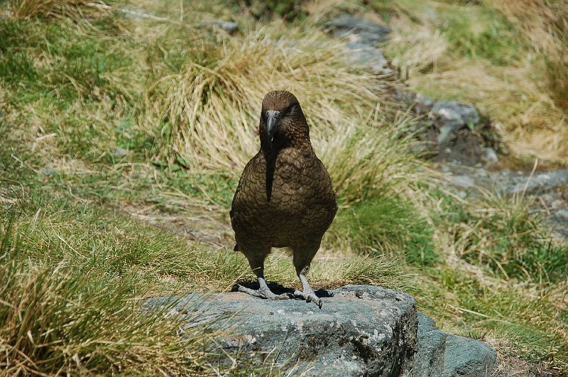DSC_9506.JPG